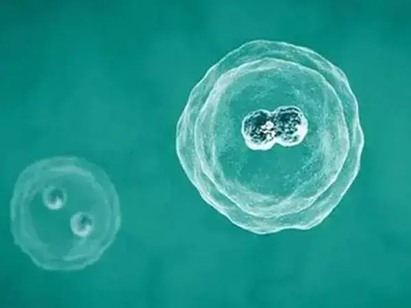 冻胚移植后胚胎1到14天的变化是什么(图1)