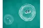 冻胚移植后胚胎1到14天的变化是什么